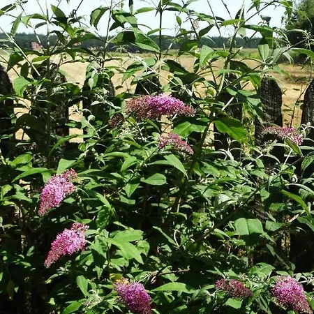 Dwor Zalipie W Starych Zambskach مزرعة للإقامة Stare Zambski