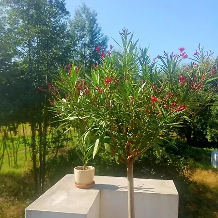 Dwor Zalipie W Starych Zambskach Séjour à la ferme *
