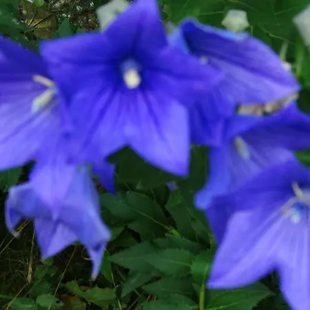 Dwor Zalipie W Starych Zambskach * Stare Zambski