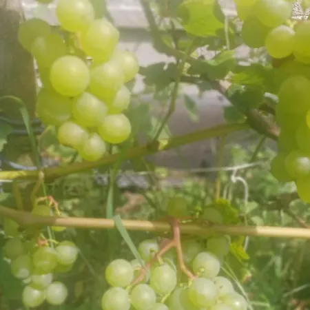 Dwor Zalipie W Starych Zambskach Séjour à la ferme *