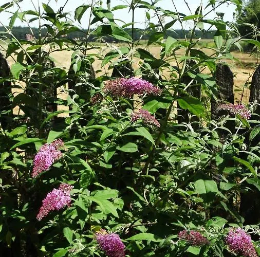 Dwor Zalipie W Starych Zambskach Séjour à la ferme Stare Zambski