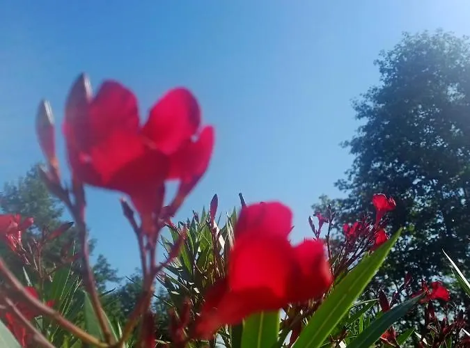 Dwor Zalipie W Starych Zambskach Séjour à la ferme Stare Zambski