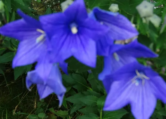 Dwor Zalipie W Starych Zambskach * Stare Zambski