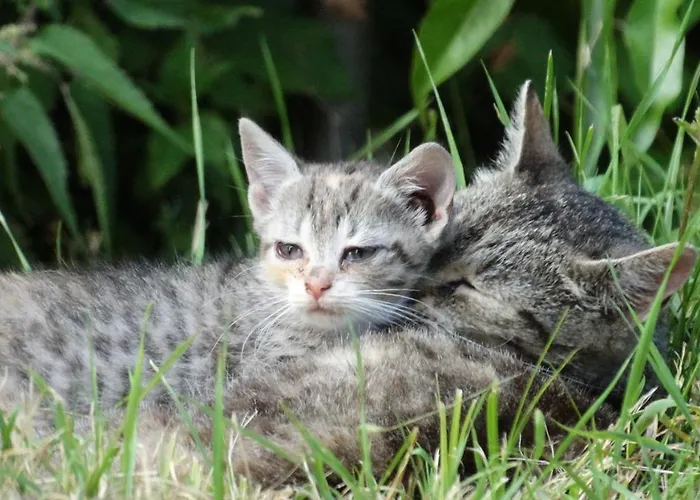 Séjour à la ferme Dwor Zalipie W Starych Zambskach Stare Zambski