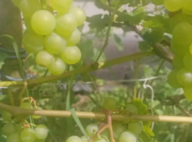 Dwor Zalipie W Starych Zambskach Séjour à la ferme *