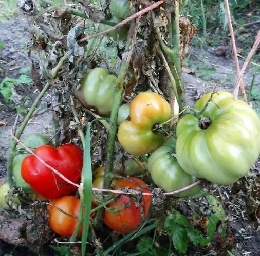 Dwor Zalipie W Starych Zambskach * Stare Zambski