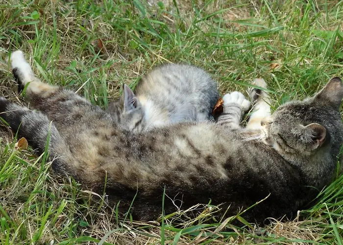 Dwor Zalipie W Starych Zambskach Séjour à la ferme